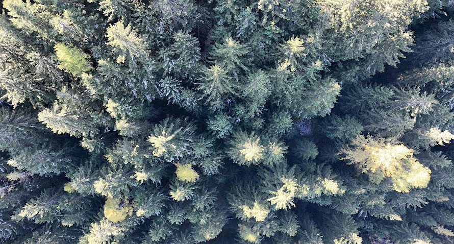 Waldparzelle, voll erschlossen Waldparzelle, voll erschlossen Bild